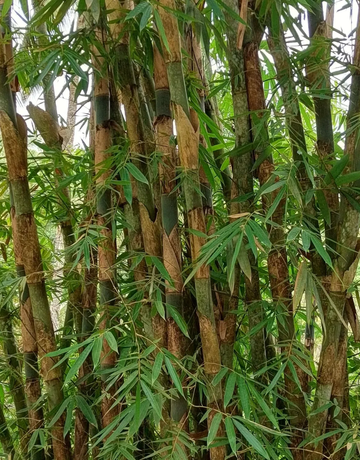 Bambu Apus (Jawa/Tali)