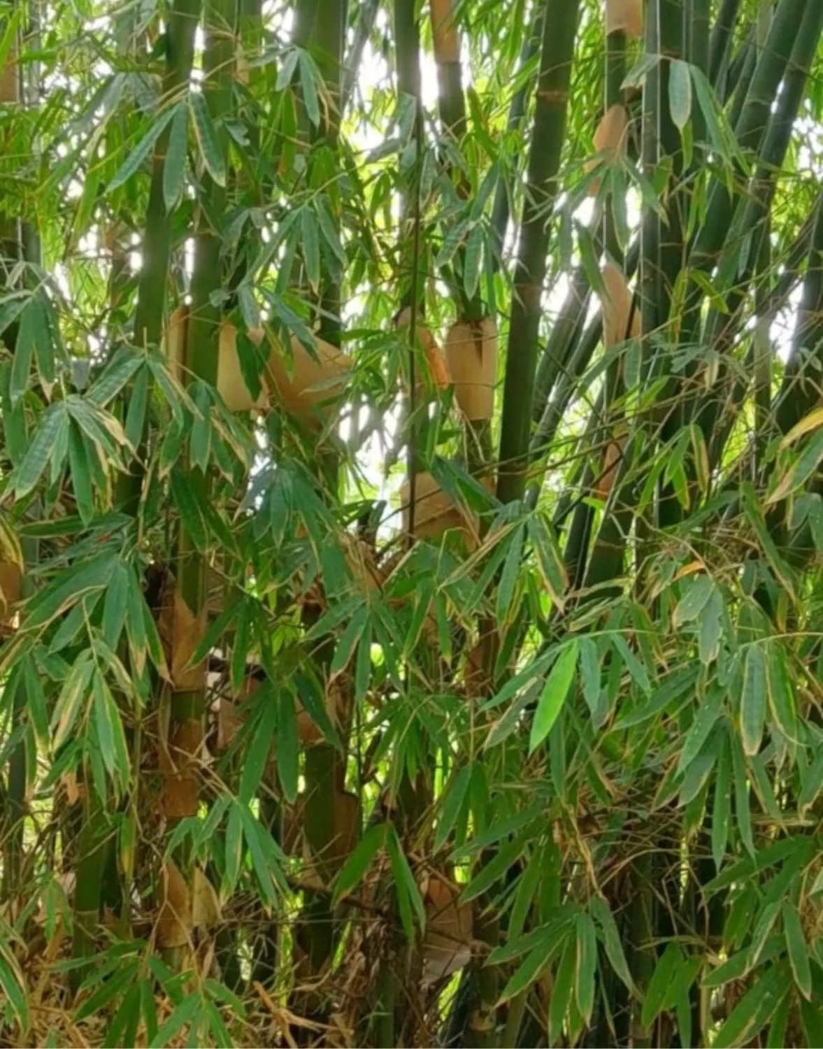 Bambu Jawa (Apus/Tali)