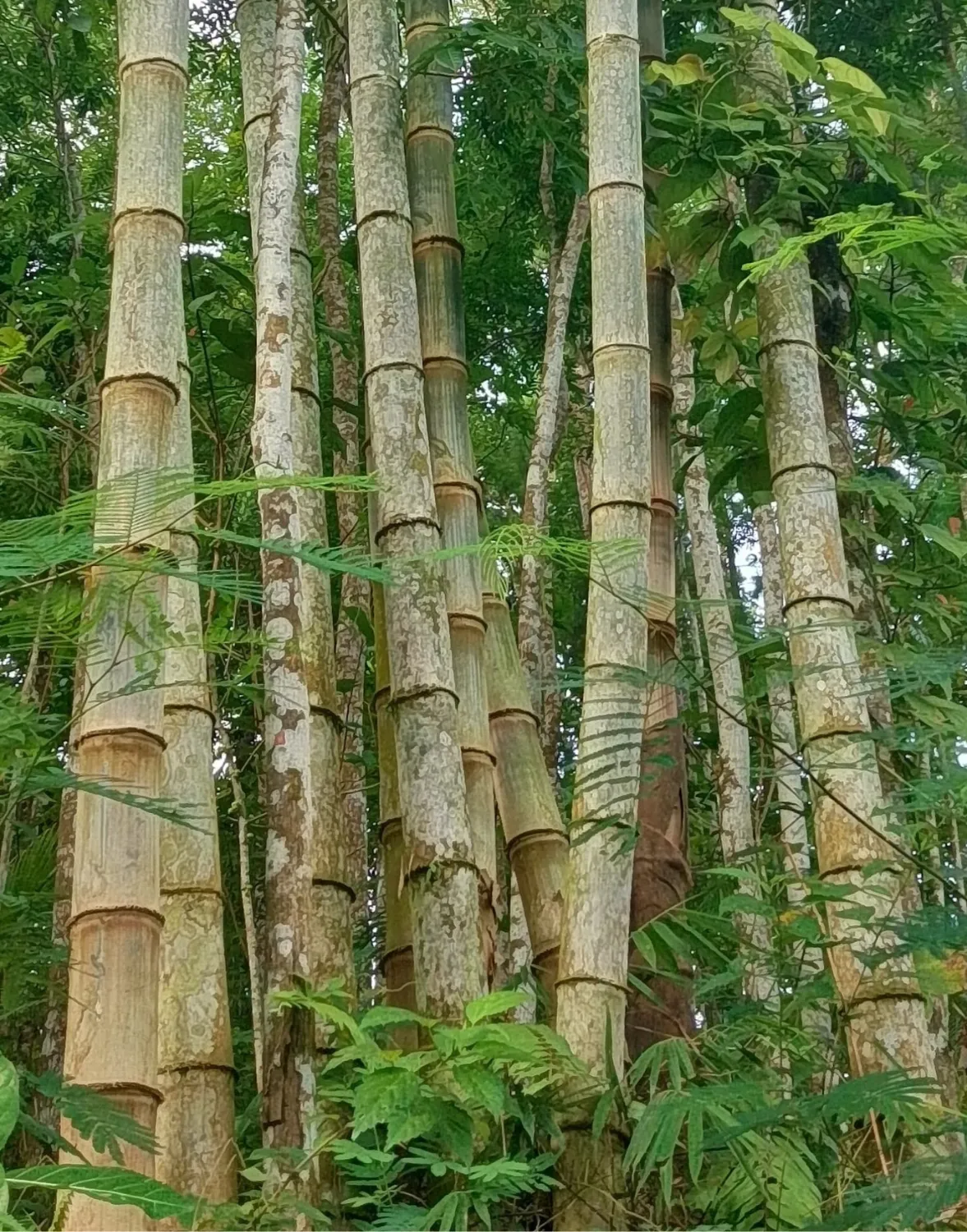 Bambu Petung