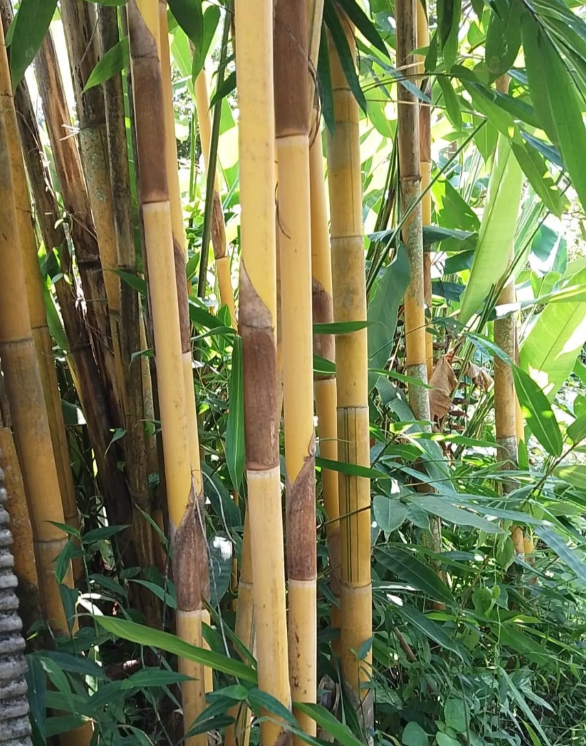 Bambu Rampal Kuning