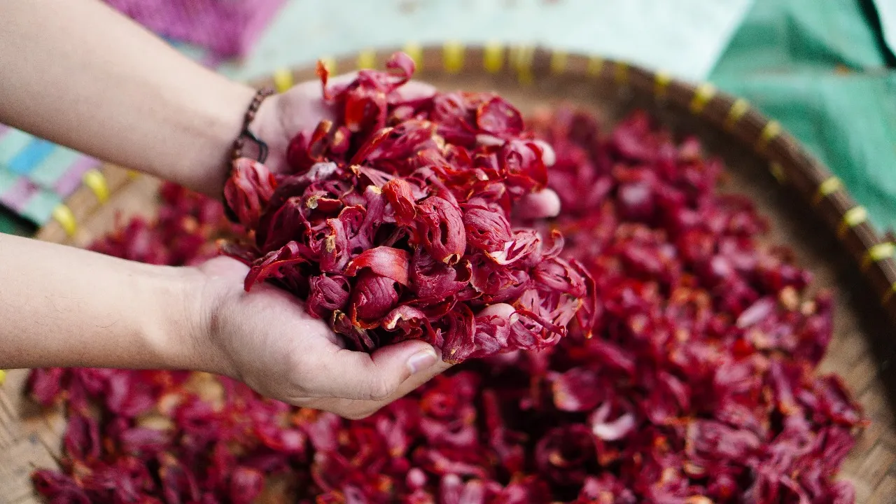 Hand holding spice from plant