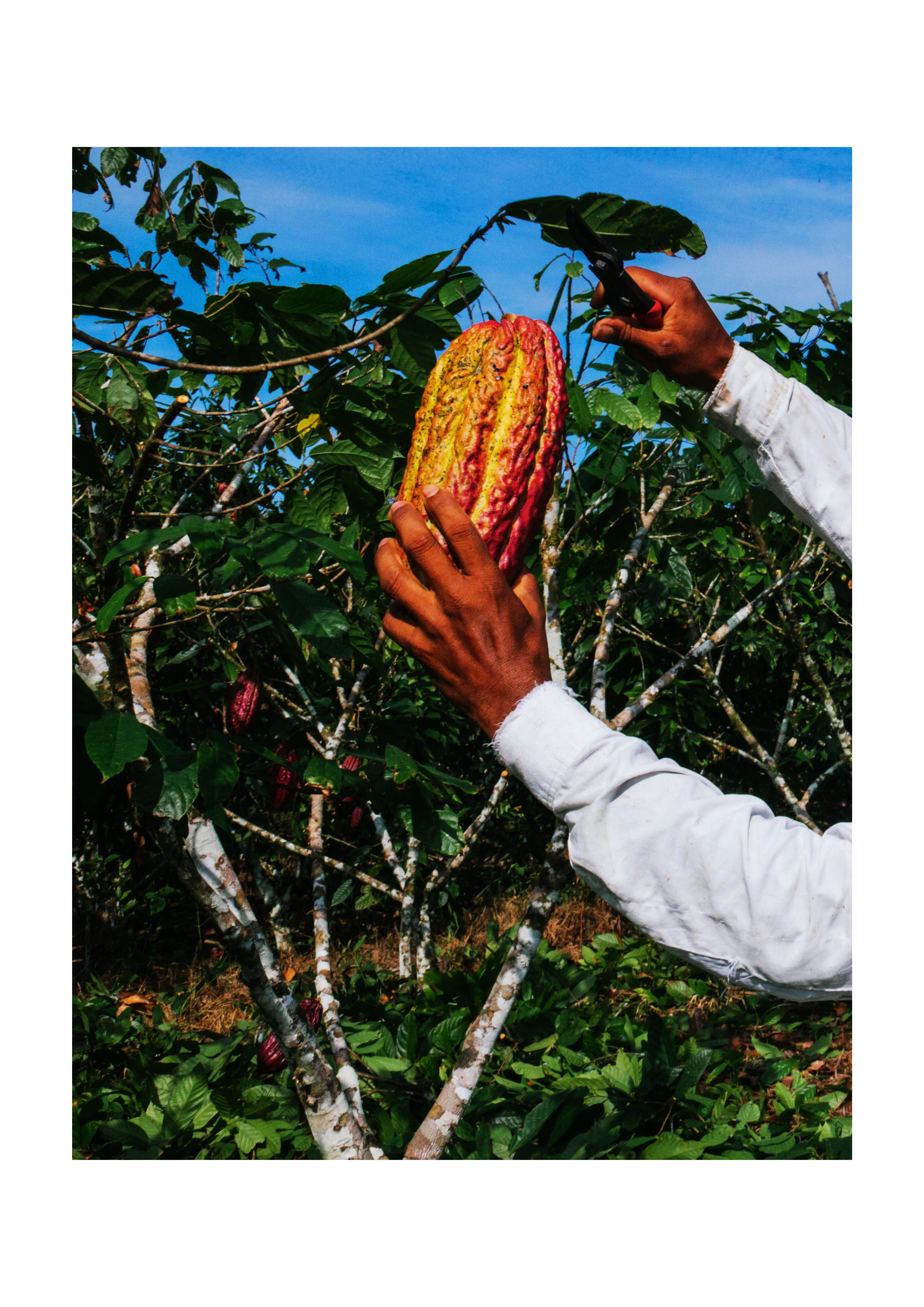 Cocoa product view