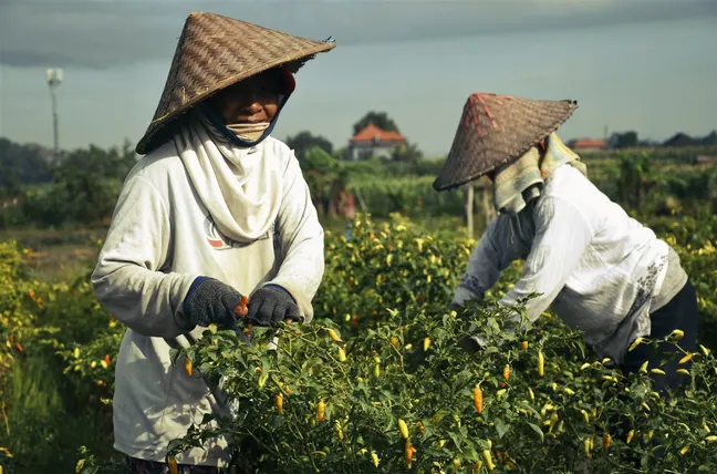 Spice sourcing