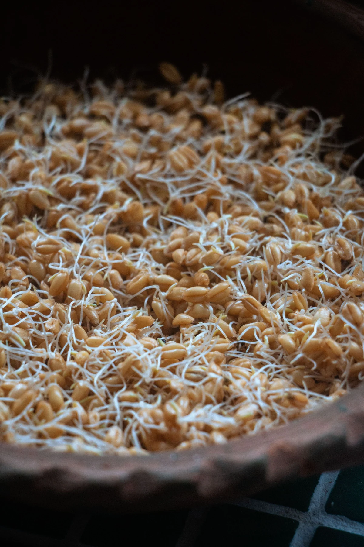 Sprouted wheat in a bowl, illustrative food and agro nutrition photography