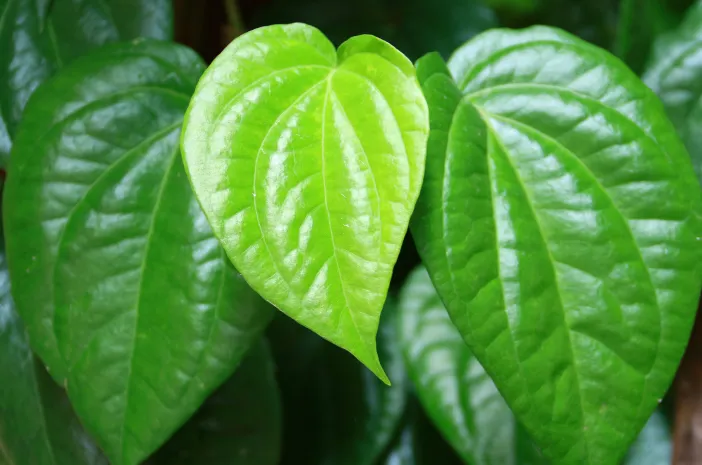 Daun Sirihh